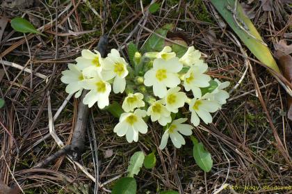 Primula vulgaris